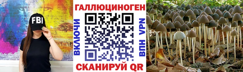 Псилоцибиновые грибы Psilocybe  Новокузнецк 